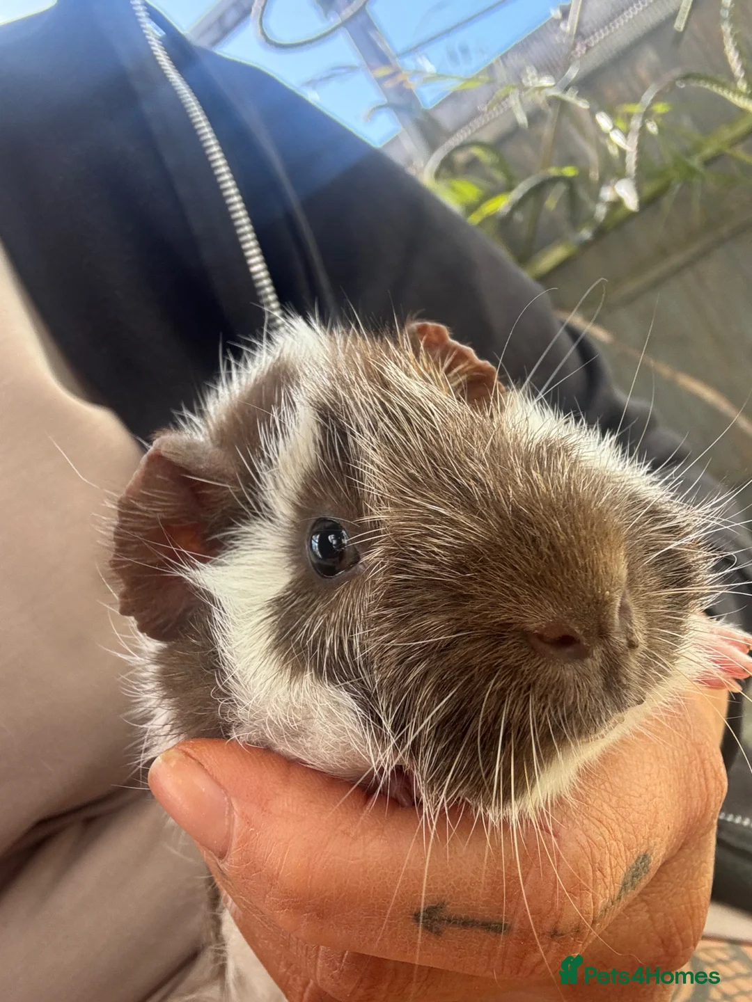 Guinea Pig rodents for sale: Male baby Guinea pigs  - Advert 2