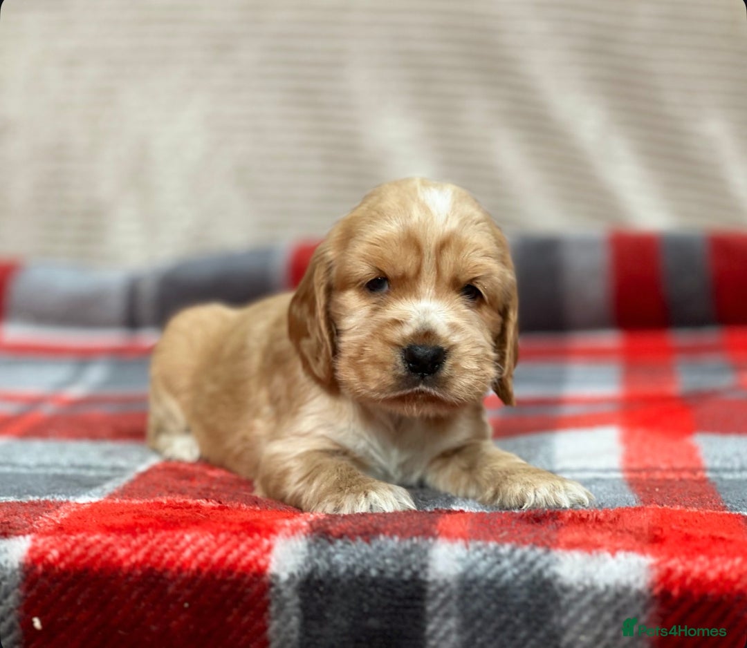 Cocker Spaniel dogs for sale: SHOW TYPE COCKER SPANIEL PUPPIES  - Advert 11