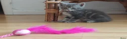 Mixed Breed cats for sale: Kitten for sale 🩷🩷 sweet girl  - Advert 4