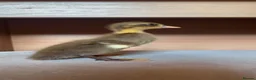 Ducks poultry for sale: Alsebury/Runner ducklings in Leicester - Advert 4