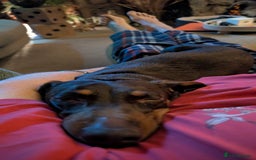 Dachshund dogs for sale: Dachshund  - Image 5