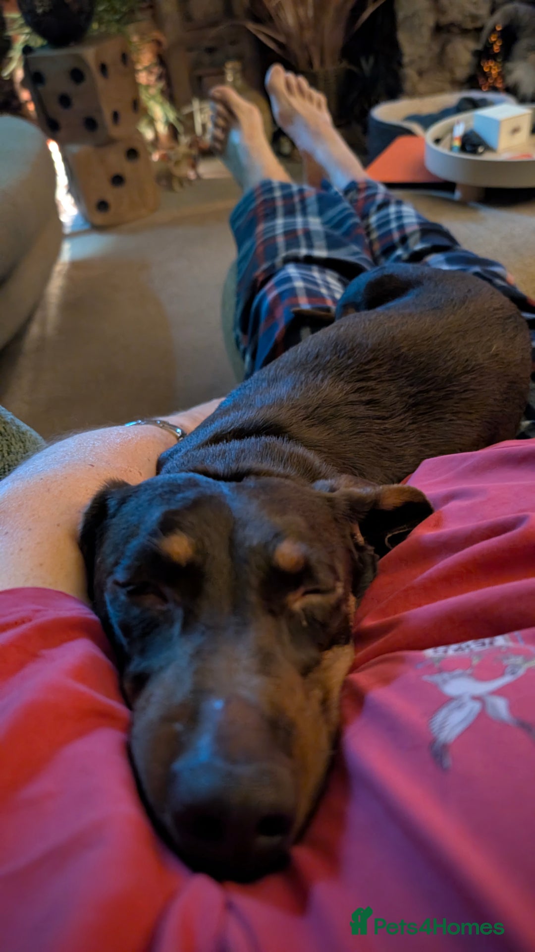 Dachshund dogs for sale: Dachshund  - Image 5