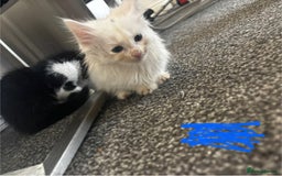 Mixed Breed cats for sale: 9 amazing kittens for rehoming (free) - Image 5