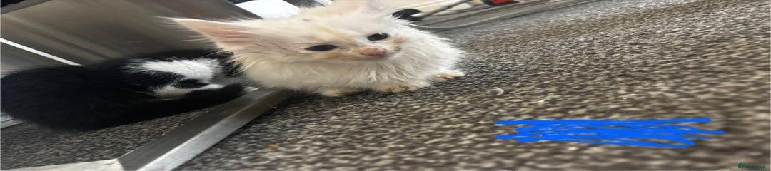 Mixed Breed Kitten 5