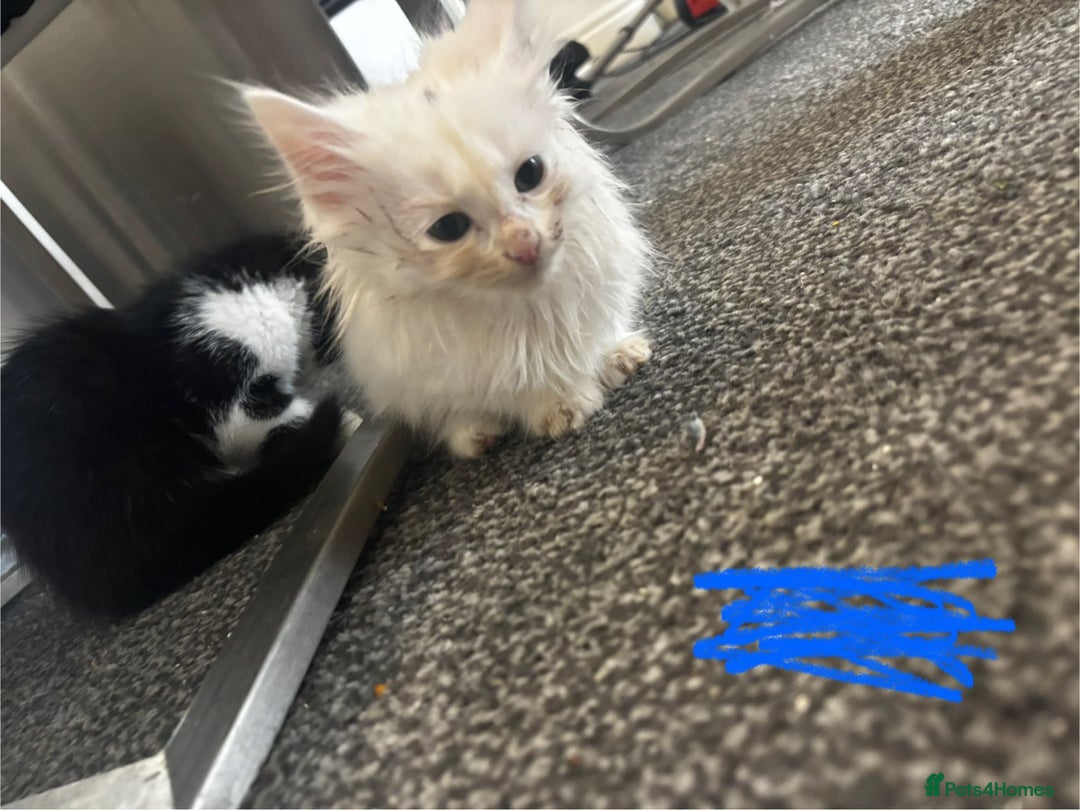 Mixed Breed cats for sale: 9 amazing kittens for rehoming (free) - Image 5