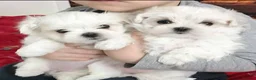 Maltese dogs for sale: Snowflake Sweethearts  Gorgeous Maltese Puppies in London - Advert 4