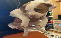 American Bulldog dogs for sale: American bulldog puppy  - Image 3