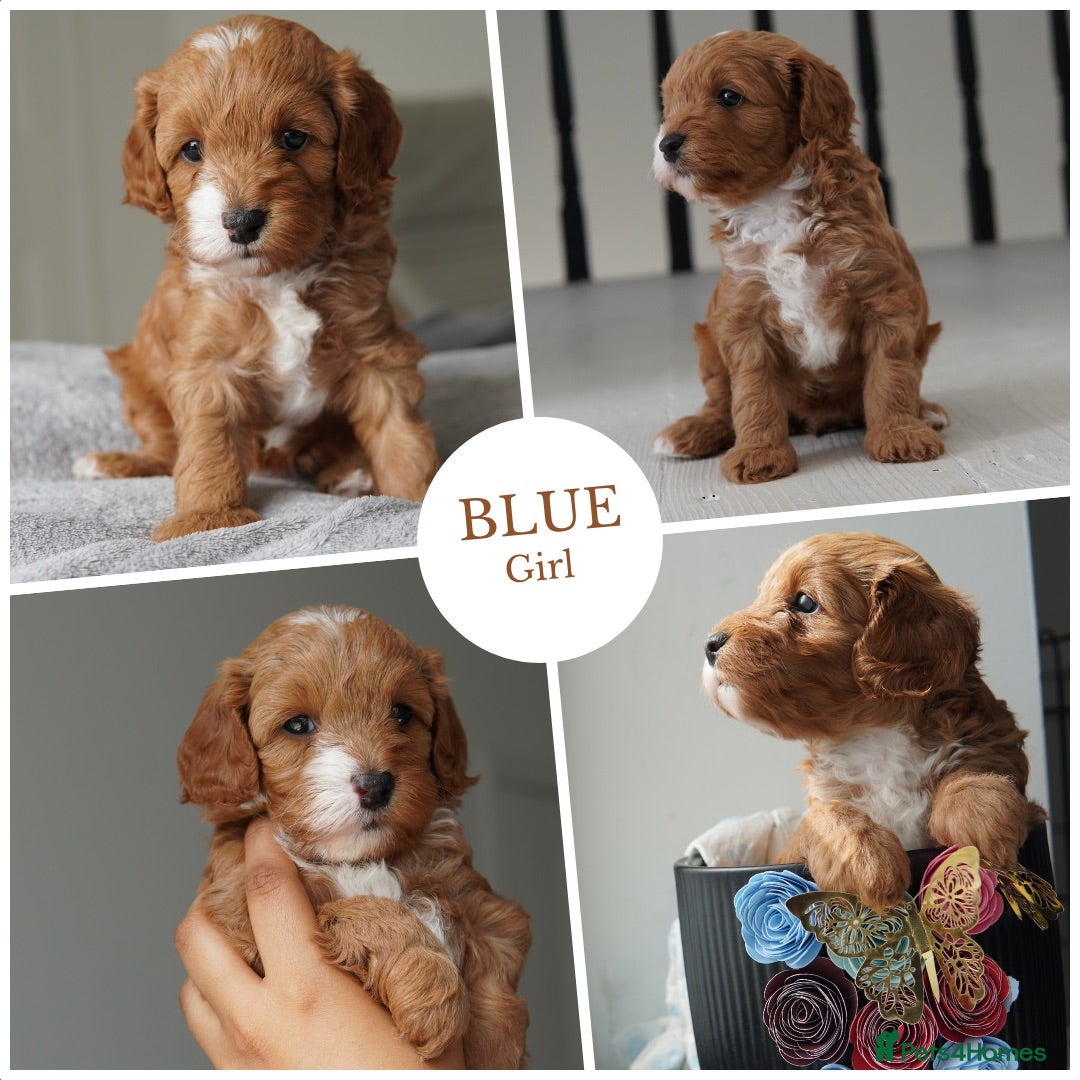 Cavapoo dogs for sale: Final girl toy Cavapoo remaining 🐶 🐾 - Image 12