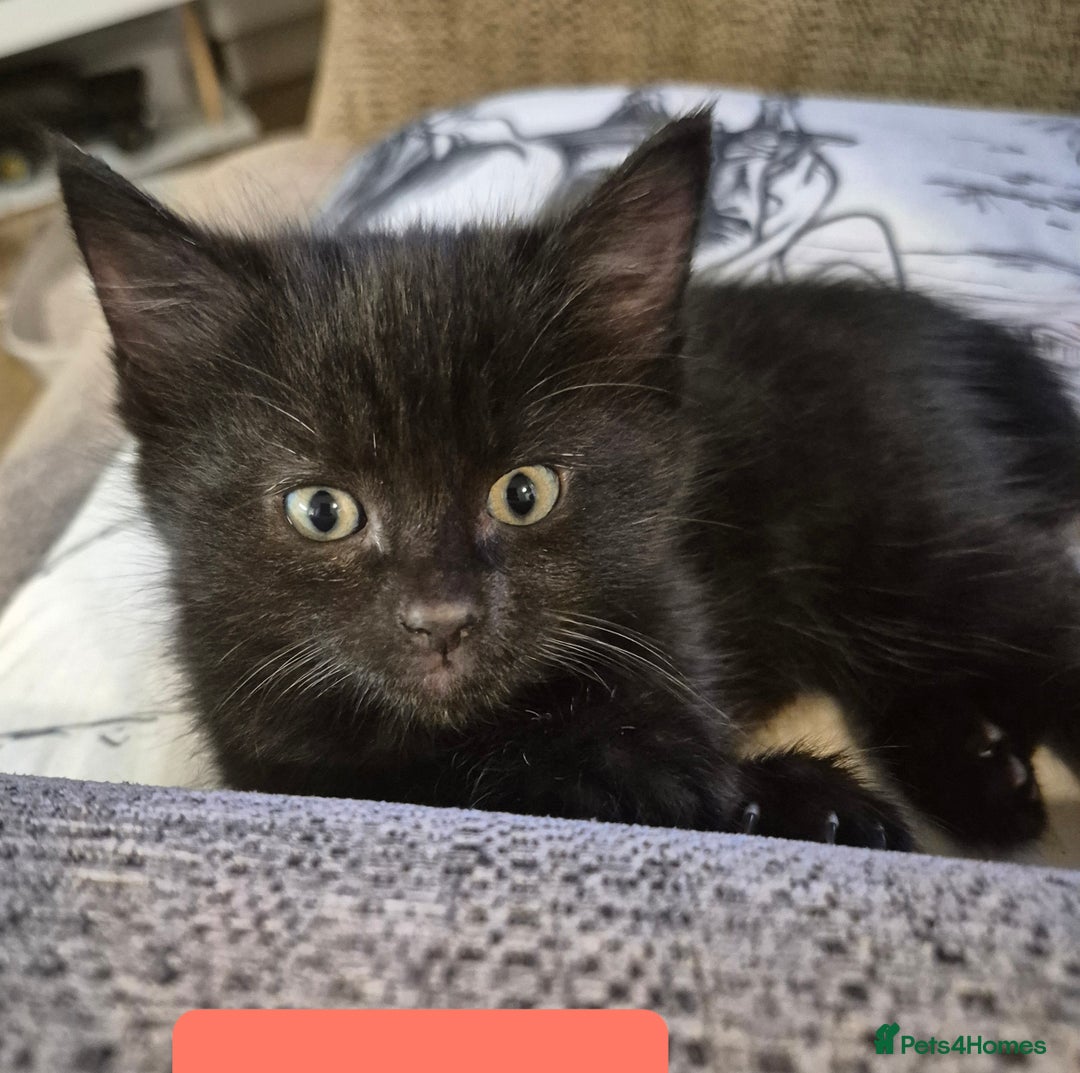 Domestic Shorthair cats for sale: 3 Black Kittens for sale (boy sold) - Image 3