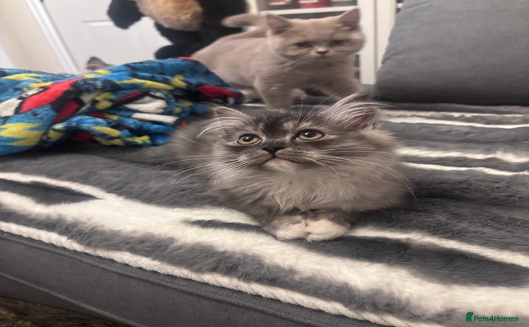 Perdoll cats - Advert 1