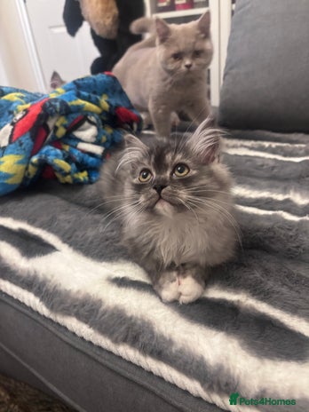 Perdoll cats - Advert 1