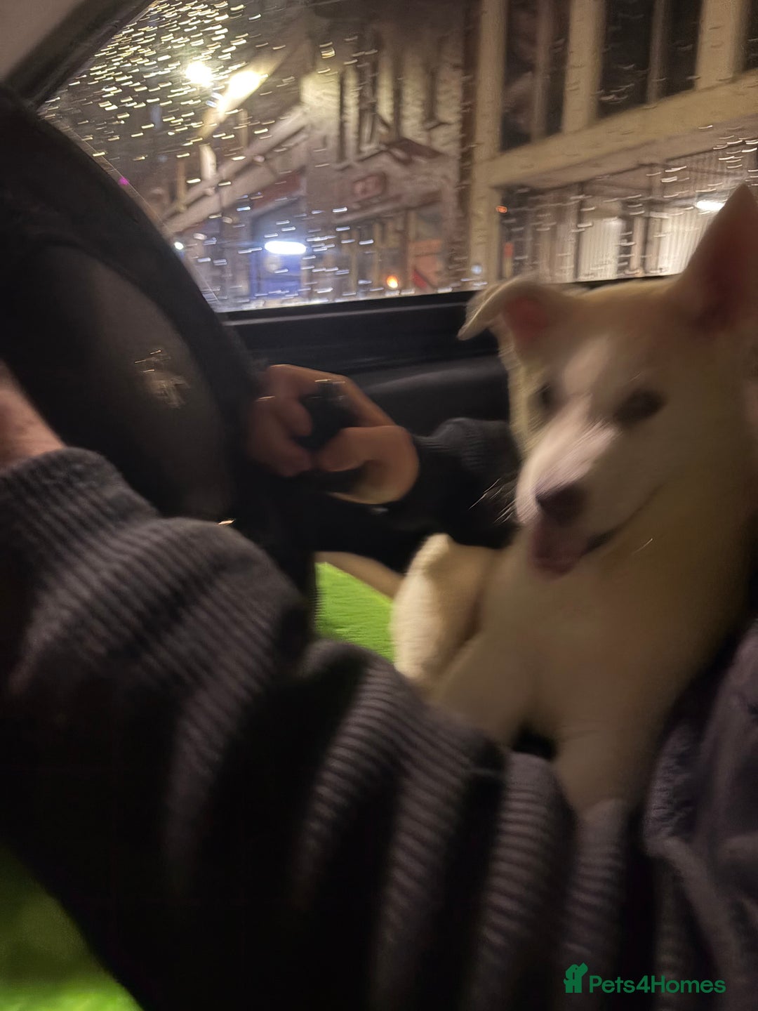 Siberian Husky dogs for sale: White male Siberian husky - Advert 6