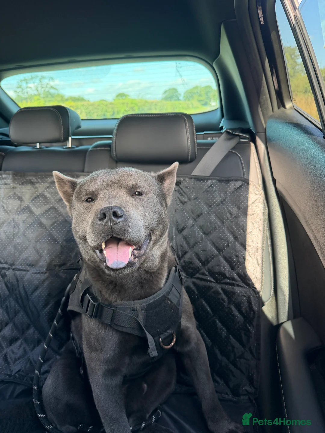 Mixed Breed dogs for sale: STITCH🩵🐶 - Advert 2