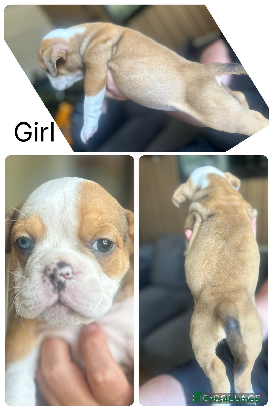 English Bulldog dogs for sale: English bulldogs  - Image 2