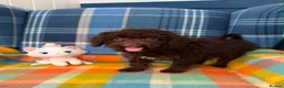 Miniature Poodle dogs for sale: Beautiful Mini Poodle Puppies - Ready Now  - Advert 6