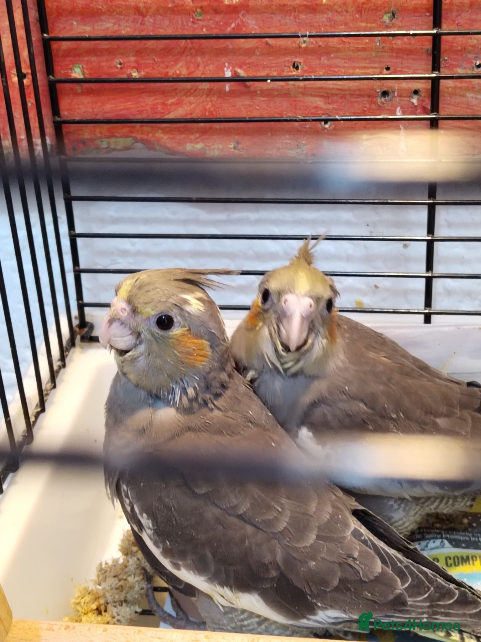 Cockatiels birds Cockatiels  - Advert 10