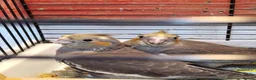 Cockatiels birds for sale: Cockatiels  - Advert 1