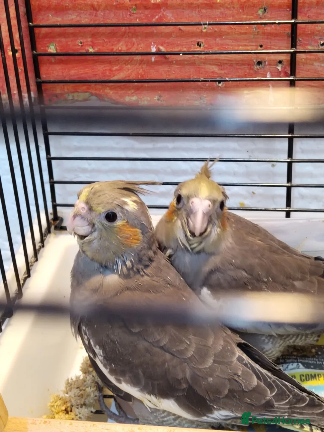 Cockatiels birds for sale: Cockatiels  - Advert 1