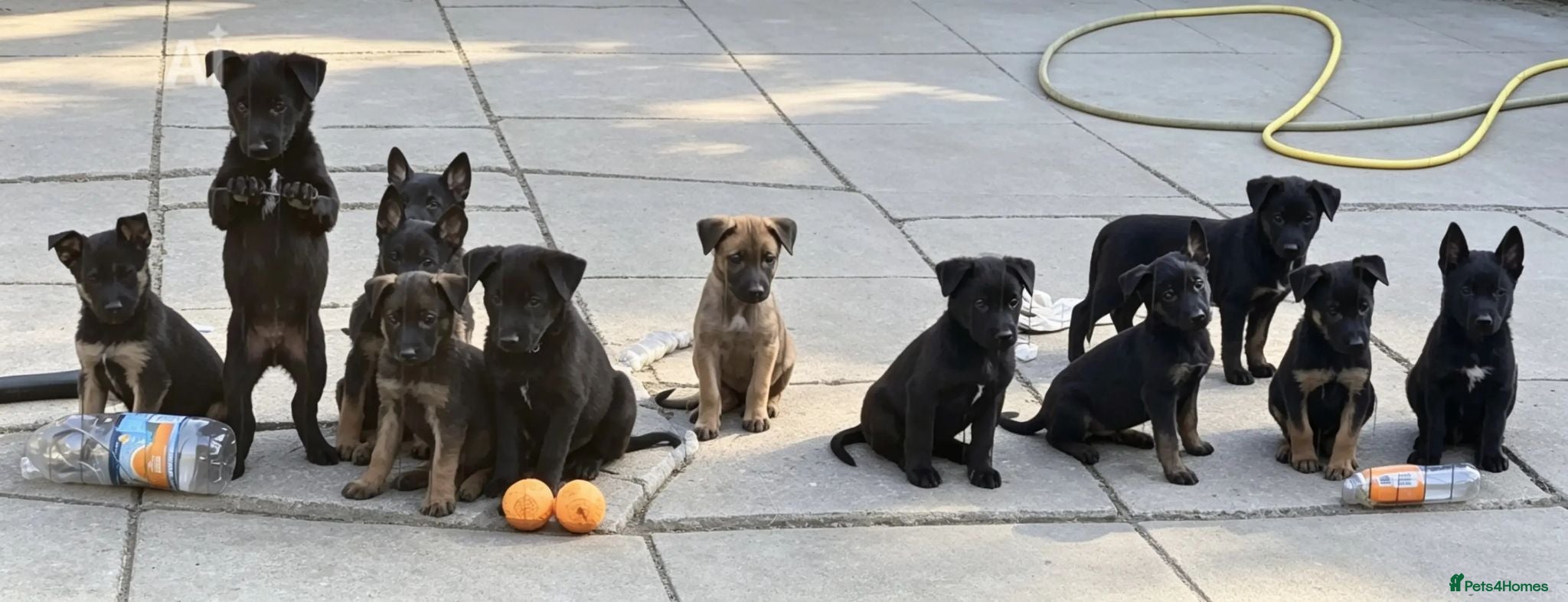 Belgian Shepherd Dog dogs Belgian malinois puppies KNVP working lines - Advert 13