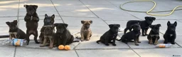 Belgian Shepherd Dog dogs for sale: Belgian malinois puppies KNVP working lines - Advert 3