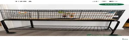 Budgerigars birds for sale: budgies in Kidderminster - Advert 4