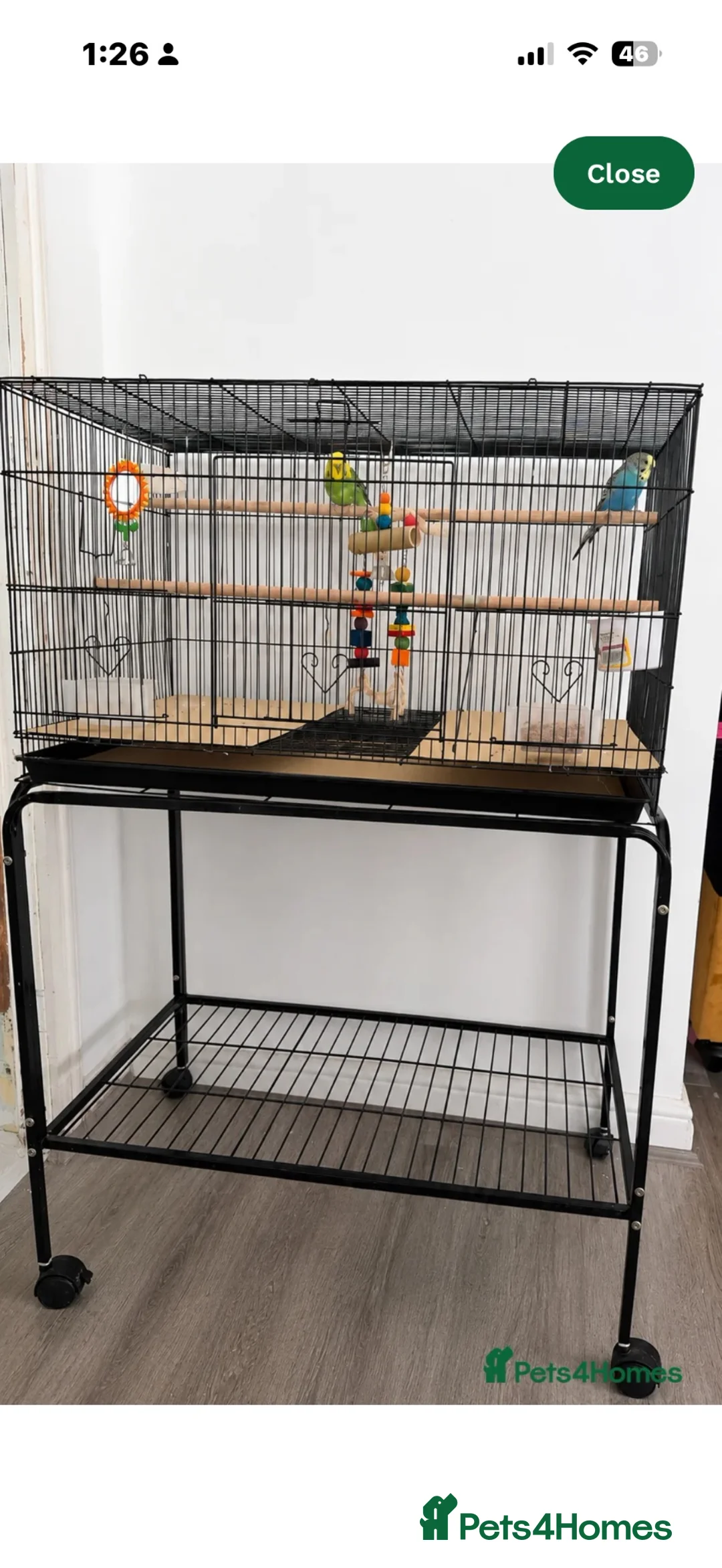 Budgerigars birds for sale: budgies in Kidderminster - Advert 4