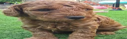 Cavapoo dogs for sale: LAST FOX RED GORGEOUS GIRL AVAILABLE NOW - Advert 15