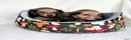 Miniature Dachshund dogs for sale: Two longhair miniature dachshund puppies READY NOW - Advert 5