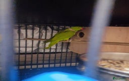 Ringnecks birds for sale: Green ringneck  - Image 2