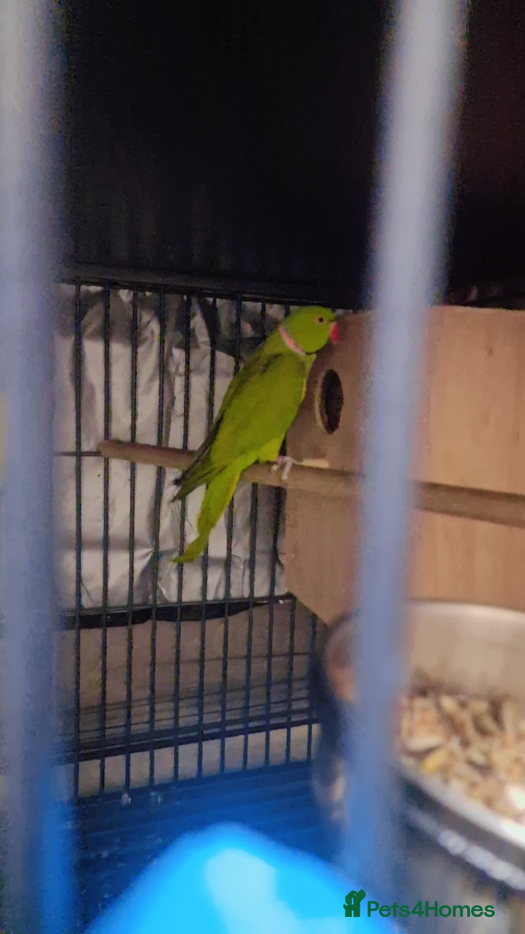 Ringnecks birds for sale: Green ringneck  - Image 2