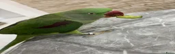 Parrots birds for sale: Kiwi 🥝  - Advert 3