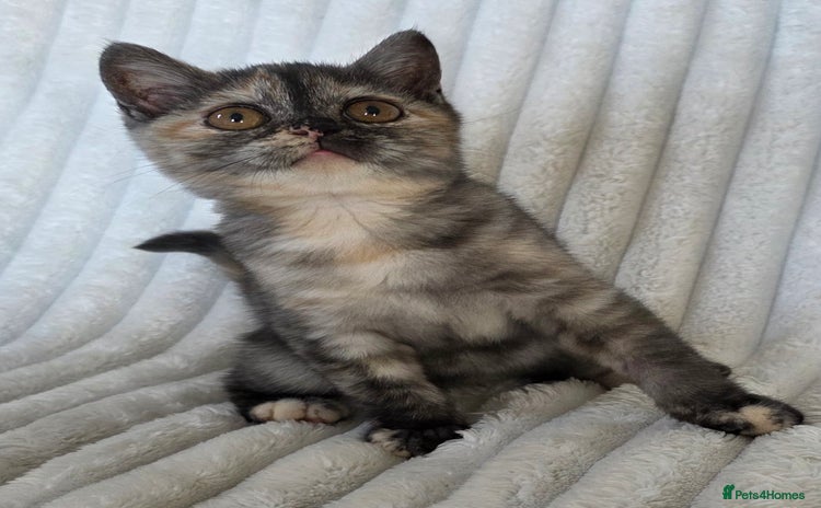 British Shorthair cats - Advert 1