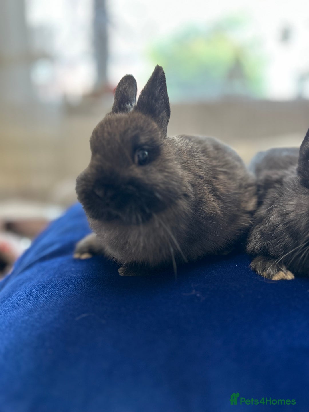 Netherland Dwarf rabbits for sale: Pure bred Netherlands dwarfs pairs  - Image 6