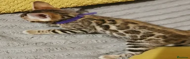 Miss Purple 