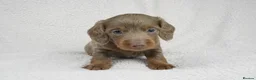 Miniature Dachshund dogs for sale: 1 Left KC REGISTERED MINIATURE DACHSHUND PUPPIES - Advert 5