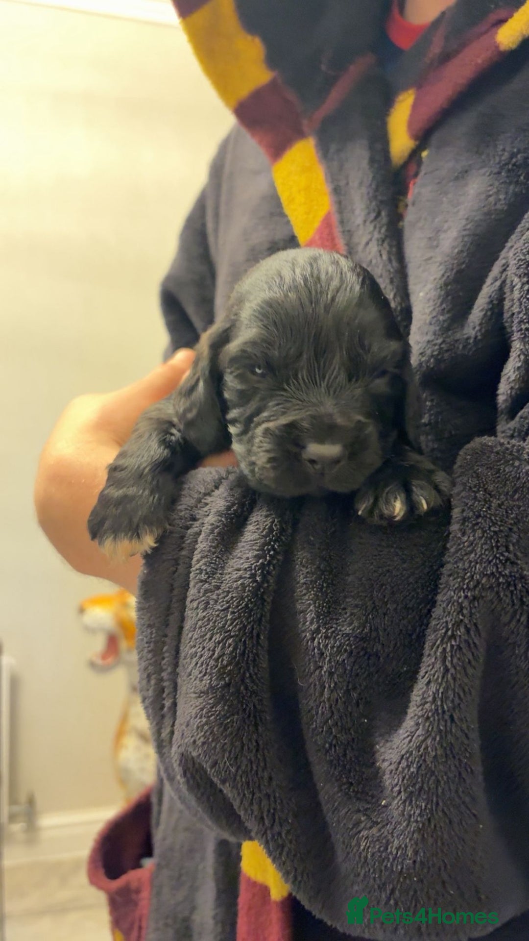 Cocker Spaniel dogs for sale: Cocker spaniel puppies - Advert 7