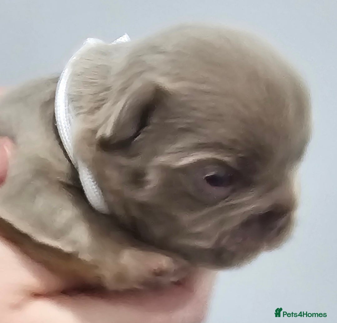 French Bulldog dogs for sale: French Bulldog Visual fluffies - Advert 23