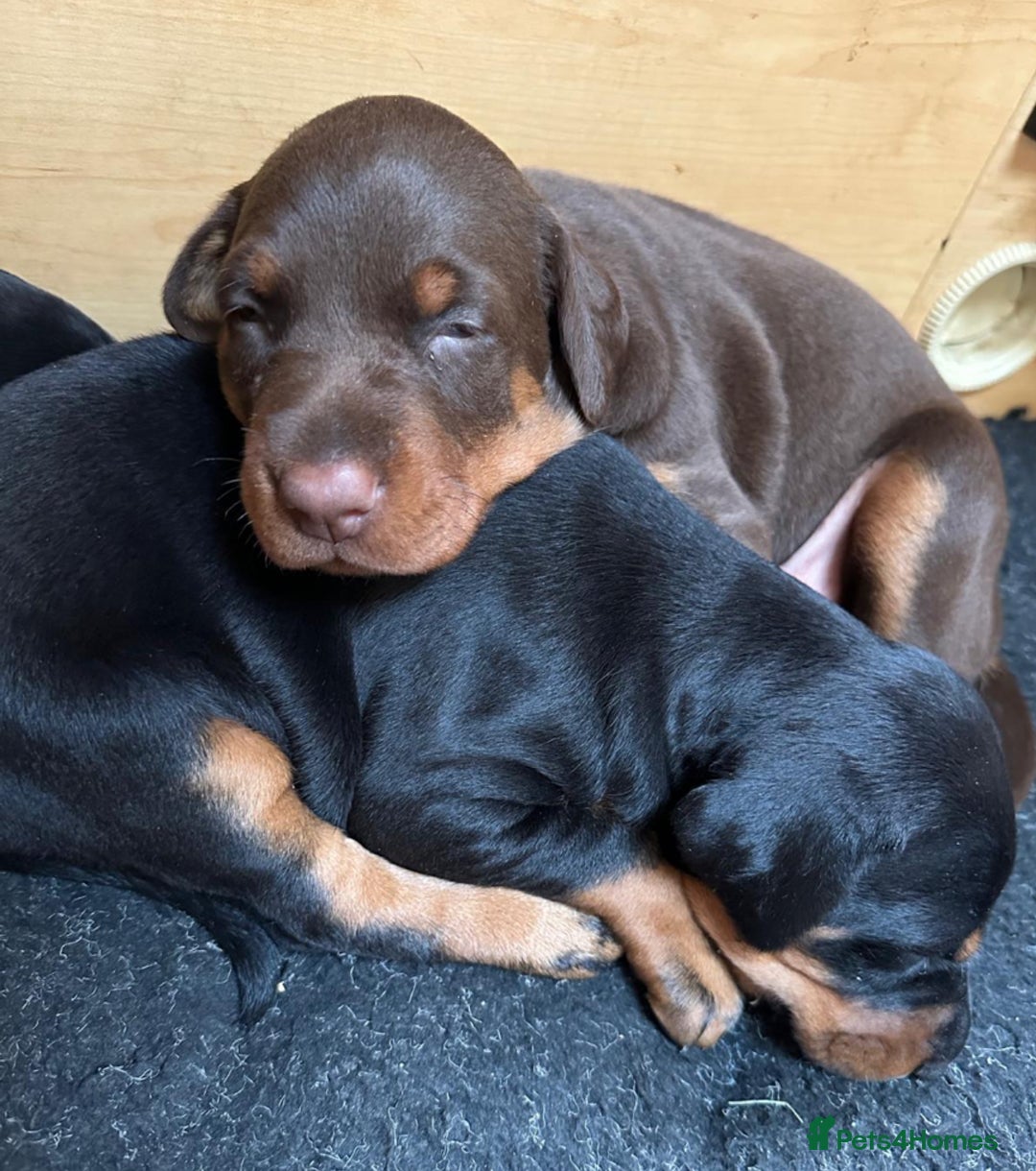 Dobermann dogs for sale: Champion European Doberman Puppies Kc-reg  - Advert 10