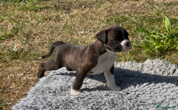 Boxer dogs - Advert 2