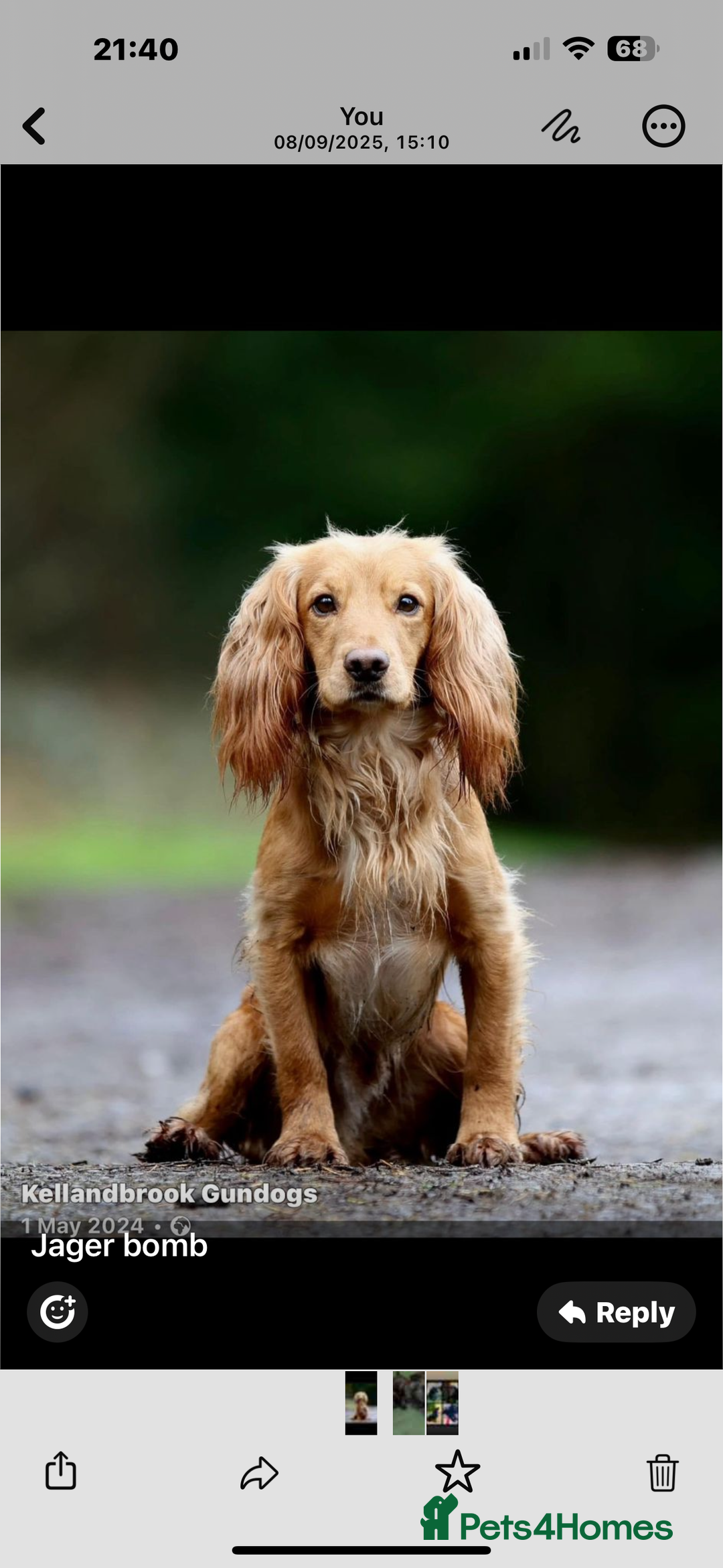 Cocker Spaniel dogs for sale: Black Male KC Working cocker - Image 9