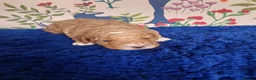 Australian Labradoodle dogs for sale: Pure Australian labradoddle  - Advert 10