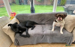 Cane Corso dogs for sale: Female Cane Corso Looking for loving home - Image 5