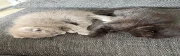 Ragdoll cats for sale: Ragdoll/scottish fold - Advert 18