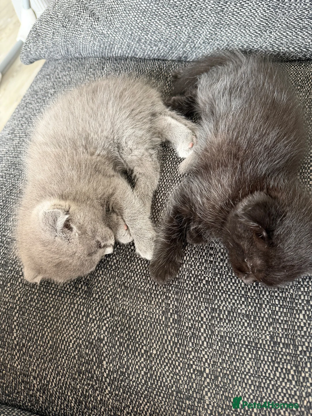 Ragdoll cats for sale: Ragdoll/scottish fold - Advert 18
