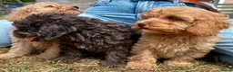 Cavapoo dogs for sale: 3 stunning F1b cavapoos  - Advert 18