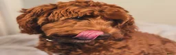 Australian Labradoodle dogs for sale: WAITING LIST Australian Labradoodles - RED - Advert 20