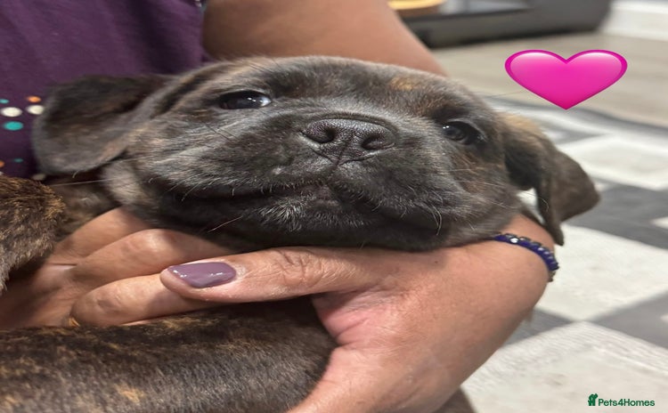 Cane Corso dogs - Advert 6