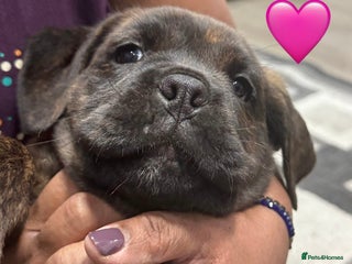 Cane Corso dogs - Advert 26