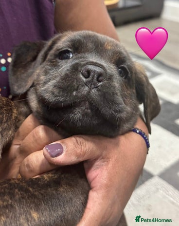 Cane Corso dogs - Advert 2