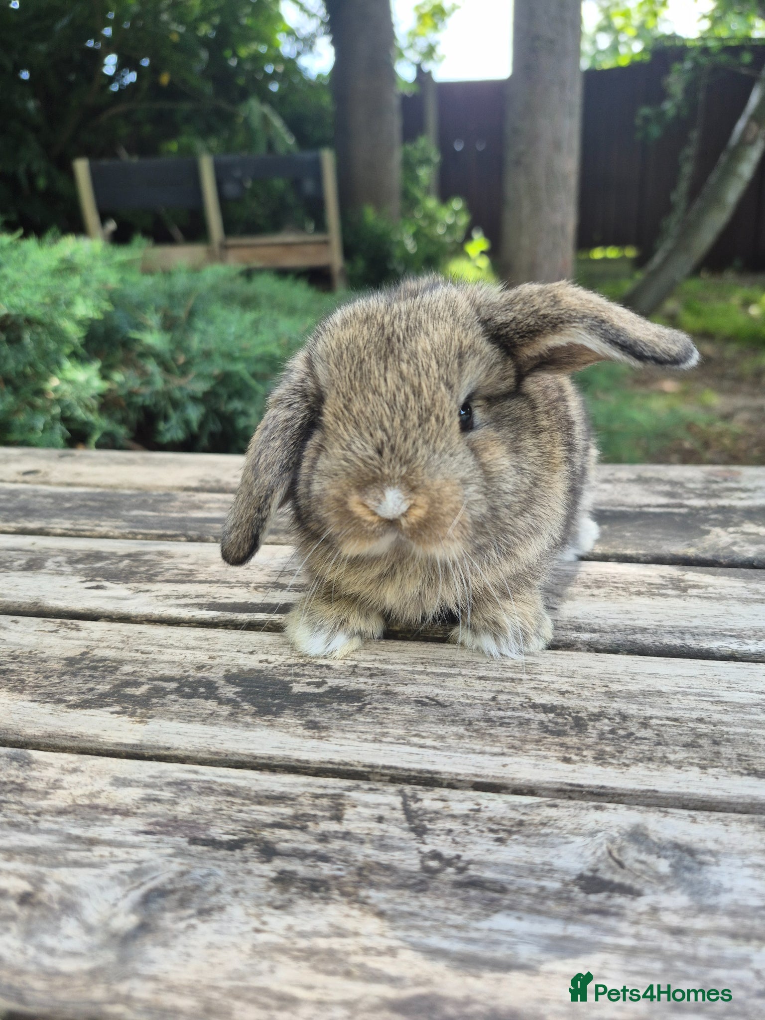 Mini Lop rabbits for sale: Mini lop babies - Advert 5